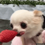 IMG_3143.gif