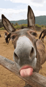 1754500555680.gif