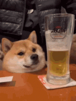 IMG_3349.gif