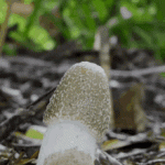 1755796419697.gif