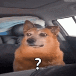 1755827232962.gif 1755827232962.gif