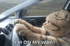 IMG_3504.gif