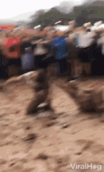 wrestling-mud.gif