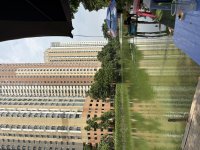 IMG_2393.jpeg