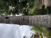 IMG_3100.jpeg