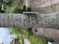 IMG_3099.jpeg