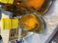 IMG_5264.jpeg