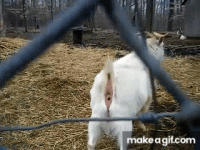 IMG_4287.gif