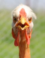 angry-hen-19555148.jpg