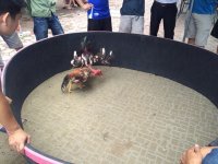 IMG_4635.JPG