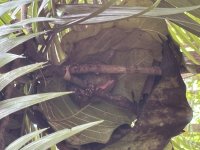 IMG_5974.jpeg IMG_5974.jpeg