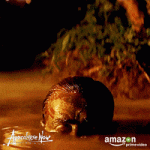 1767805953471.gif 1767805953471.gif