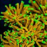coralreefcarla