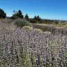 lavenderluna