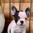 bulldogbella