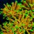 coralreefcarla